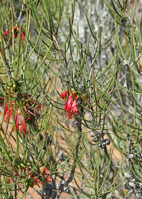 Western Australian Plants Myrtaceae